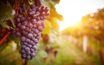 Red-grape-in-vineyards-at-sunset-in-autumn-harvest.-Ripe-grapes-in-fall.-350x220